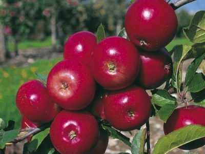 عوامل موثر بر رنگ اندازی و کیفیت سیب درختی